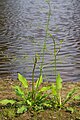 Biżbula tal-ilma Alisma plantago-aquatica