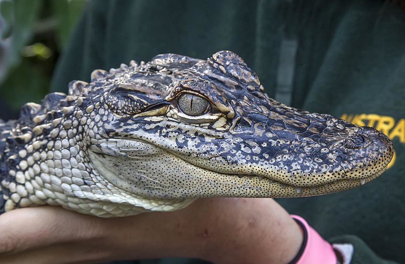 File:Alligator at Australia Zoo-1 (9092019882).jpg