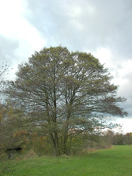 File:Alnus glutinosa 008.jpg