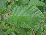 Alnus incana, or gray alder.