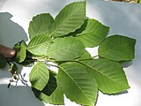 Alnus serrulata, or hazel alder.