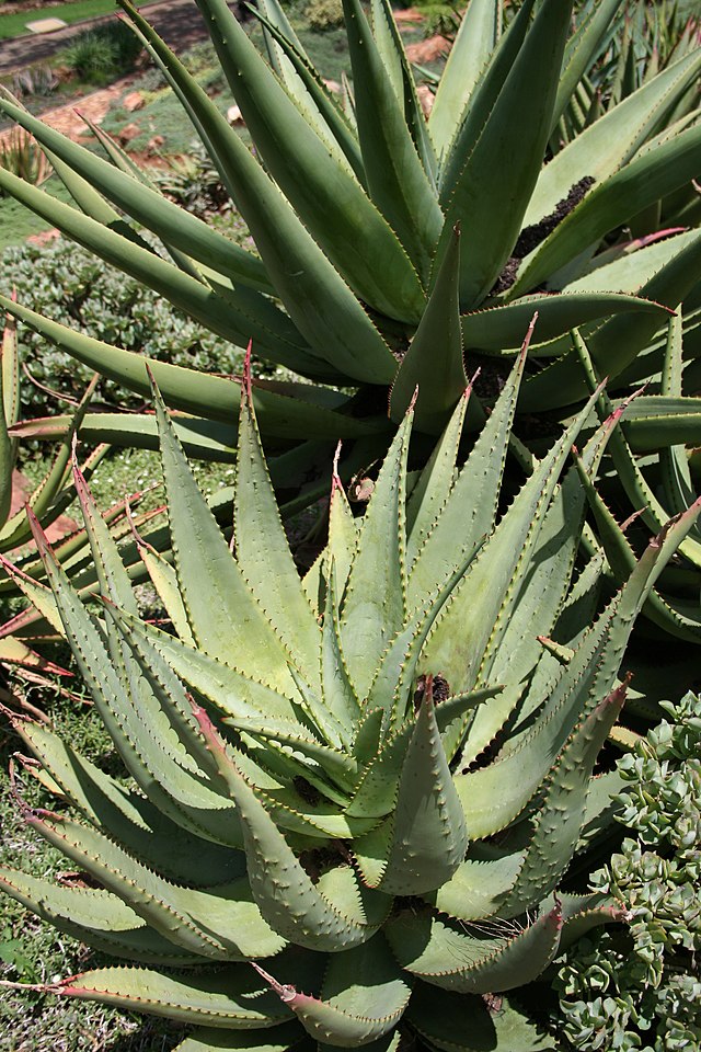 Aloes uzbrojony: zdjęcie