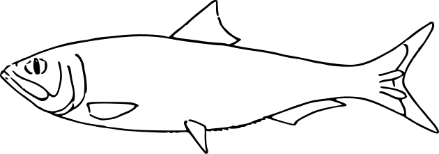 File:Alosa fallax subsp. fallax (Lacepede 1803) als Clupea finta Fig 109 (Matschie et al. 1909).svg