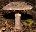 Amanita nothofagi