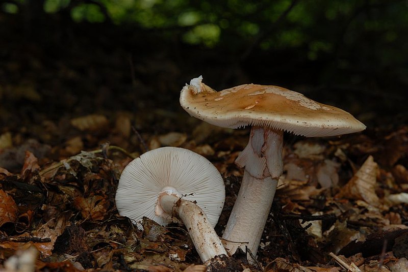 File:Amanita rubescens (29543241103).jpg