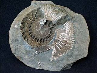 <i>Quenstedtoceras</i> Genus of molluscs (fossil)