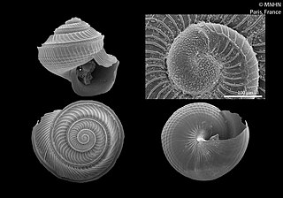 <i>Anatoma porcellana</i> Species of gastropod