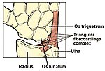 Thumbnail for Triangular fibrocartilage