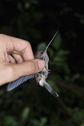 <span class="mw-page-title-main">Tooth-billed hummingbird</span> Species of bird