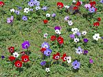 Anemone coronaria, Israel