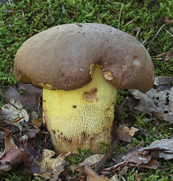 File:Anhängsel-Röhrling Boletus appendiculatus-crop.jpg