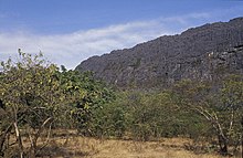 Dugóor gi (Annona senegalensis)