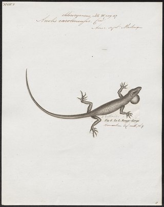 <i>Anolis chlorocyanus</i> Species of lizard