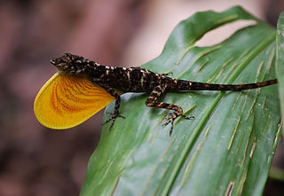 <i>Anolis polylepis</i> Species of lizard