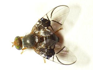 Hawthorn Borefly (Anomoia purmunda)