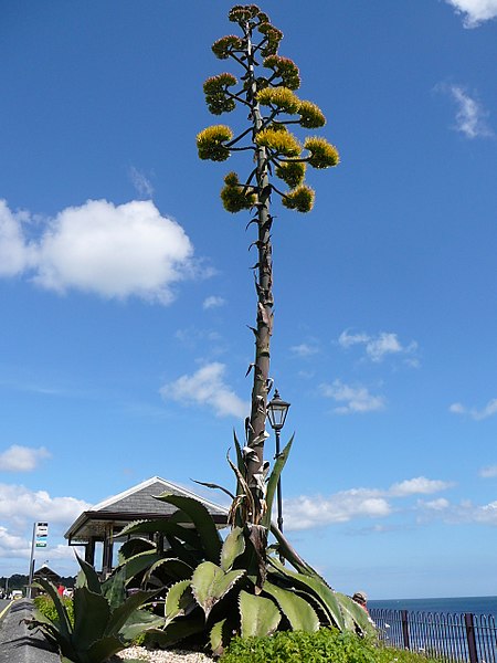 File:Another agave (1371845749).jpg