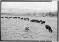 Ansel Adams Manzanar - Cattle in South Farm, Manzanar Relocation Center, - LOC ppprs-00228.jpg