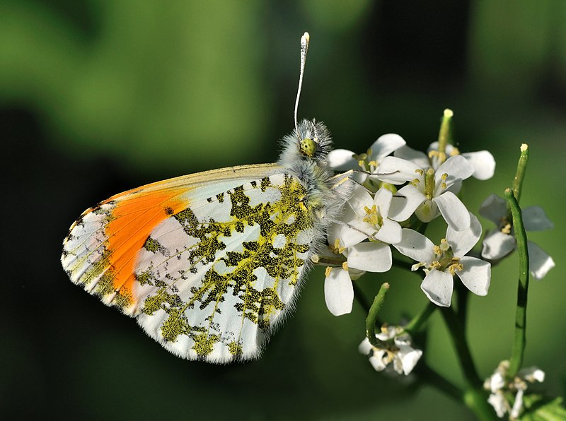 File:Anthocharis cardamines qtl edit by bö.jpg