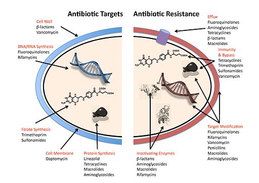 Antibiotic resistance mechanisms