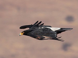 Adult Verreaux's eagle in flight in South Africa. Aquila verreauxii01.jpg