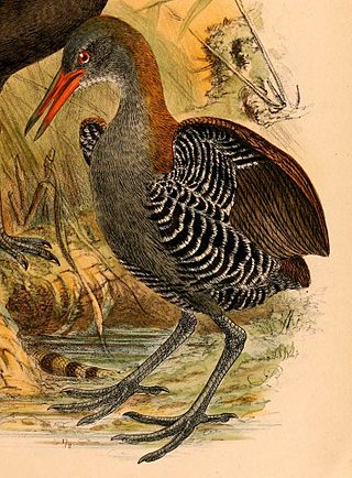 <span class="mw-page-title-main">Snoring rail</span> Species of bird