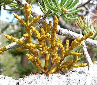 <i>Arceuthobium abietinum</i> Species of dwarf mistletoe