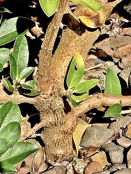 File:Archidasyphyllum diacanthoides, main trunk of young shrub.jpg