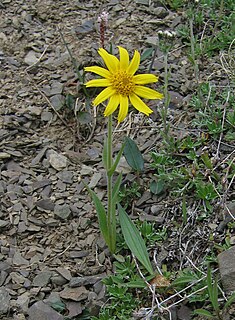 <i>Arnica angustifolia</i> Species of flowering plant