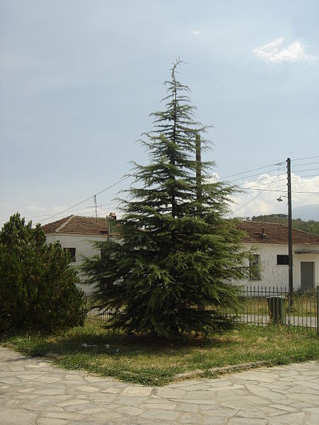 File:Aronas tree2.jpg