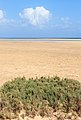 * Nomination Glaucous Glasswort, Arthrocnemum macrostachyum at the Playa Risco del Paso, Fuerteventura --Llez 16:48, 30 April 2017 (UTC) * Promotion  Support Good quality.--Agnes Monkelbaan 04:39, 1 May 2017 (UTC)