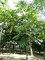 Artocarpus scoretchinii