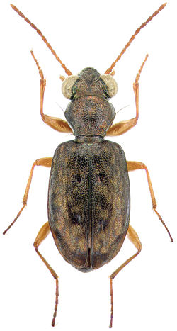 Asaphidion curtum