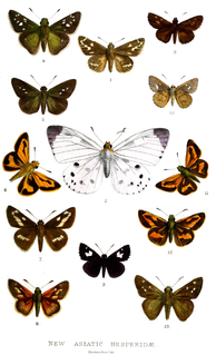 <i>Pithauria murdava</i> Species of butterfly