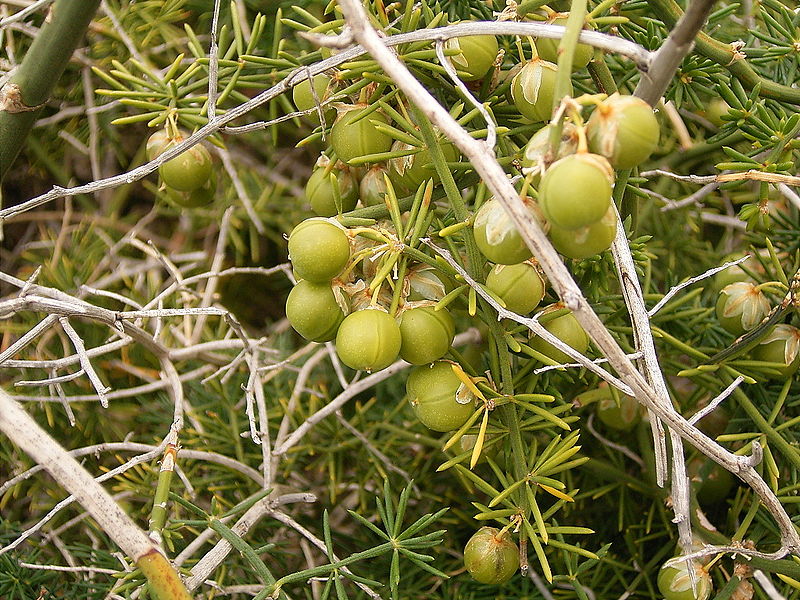 File:Asparagus umbellatus (La Fajana) 04 ies.jpg