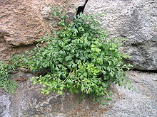 Asplenium ruta muraria1.jpg