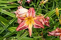 * Nomination Daylily Hemerocallis 'Cherry Cheeks' --Mike Peel 06:04, 4 August 2023 (UTC) * Promotion  Support Good quality. --Trougnouf 19:33, 7 August 2023 (UTC)