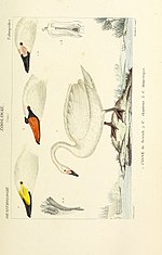 Thumbnail for File:Atlas de Zoologie, ou collection de figures d'Animaux nouveaux, ou peu connus avec une explication (1844) (20344356045).jpg