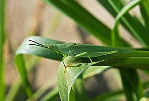 Atractomorpha lata каска