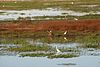 Fogg Dam birdlife