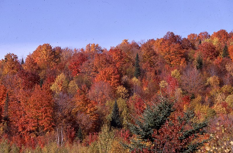 File:Automne Laurentides 1959.jpg