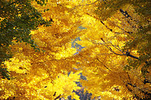 A photograph emphasizing gradation in the colour of autumn leaves in Yokoami, Tokyo, Japan. Autumn gradation.jpg