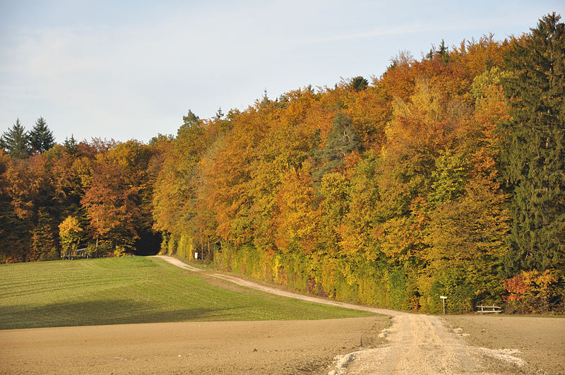 File:Autumn in Dörflingen 27.10.2009 16-44-46.JPG