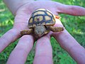 Cría recién eclosionada de Gopherus agassizi