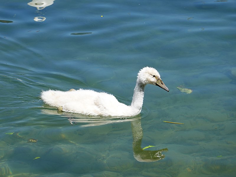 File:Baby swan @ Lake Annecy @ Port de Saint-Jorioz (50487117618).jpg