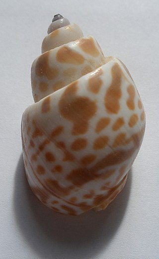 <i>Babylonia spirata</i> Species of gastropod