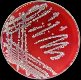 <i>Bacillus licheniformis</i> Species of bacterium