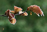 Thumbnail for File:Baden-Baden-Fagus sylvatica pendula-Haengebuche1-44-Blattentfaltung-2012-gje.jpg