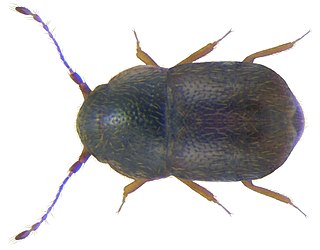 <i>Baeocrara</i> Genus of beetles
