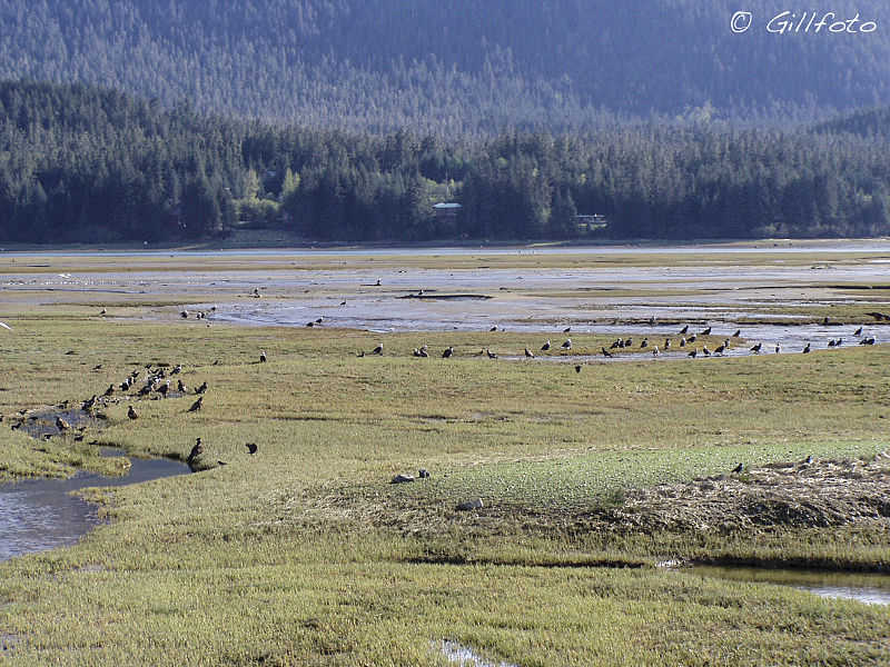 File:Bald Eagles LemonCk03 2337.jpg