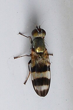 Fly (Diptera)